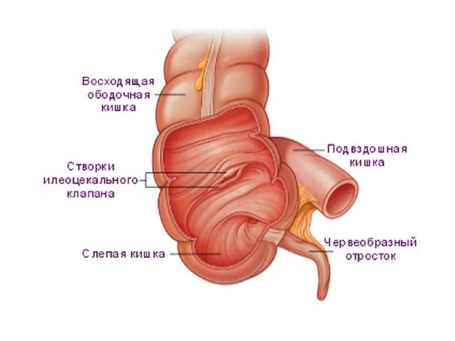 Слепая кишка на картинке